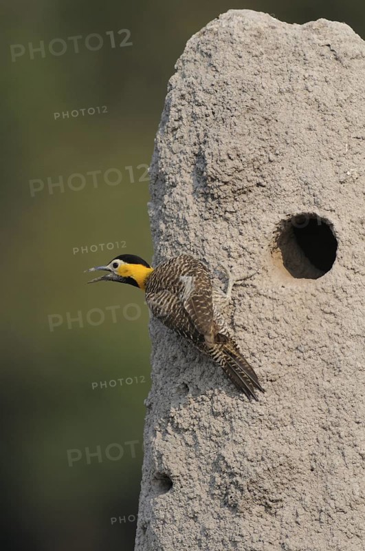 Campo Flicker (Colaptes campestris), Pantanal, Brazil