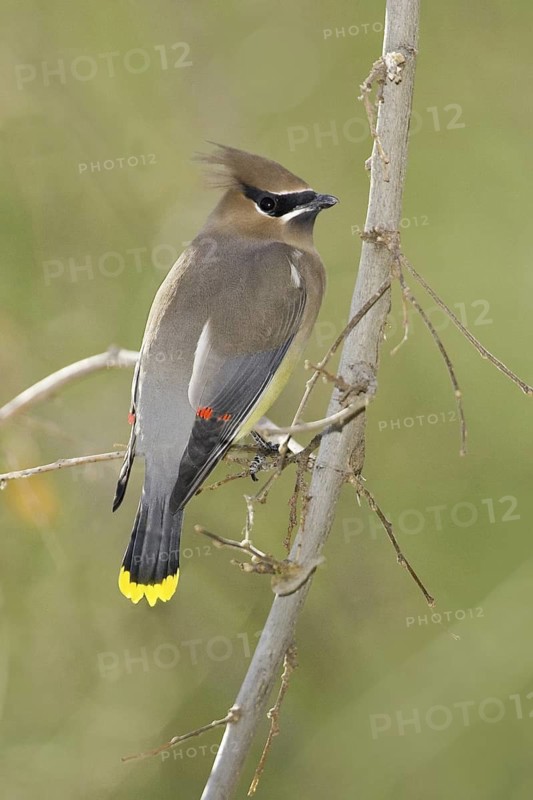 Cedar Waxwing (Bombycilla cedrorum), Arizona, USA