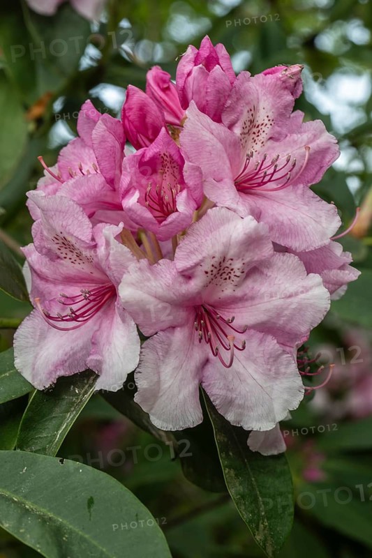 Rhododendron flower (Rhododendron Pink Pearl), Emsland, Lower Saxony, Germany