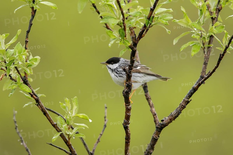 Blackpoll Warbler (Dendroica striata) perched on a branch in Nome, Alaska