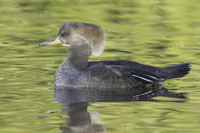 Hooded Merganser (Lophodytes cucullatus) female, British Columbia, Canada