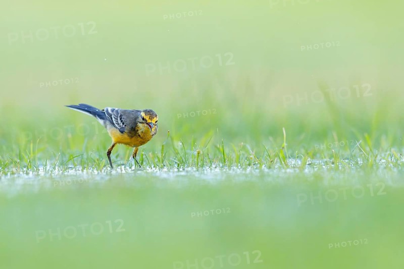 Citrine wagtail, (Motacilla citreola), songbird, family of stilts and pipits, biotope, habitat, foraging Muscat, Al Qurm Park, Muscat, Oman