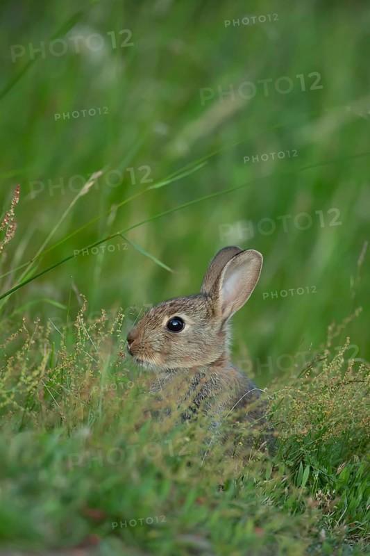 Rabbit (Oryctolagus cuniculus) wild juvenile baby animal in grassland in the summer, England, United Kingdom