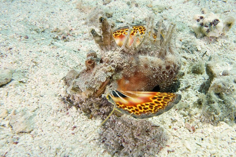 Red Sea Walkman (Inimicus filamentosus)