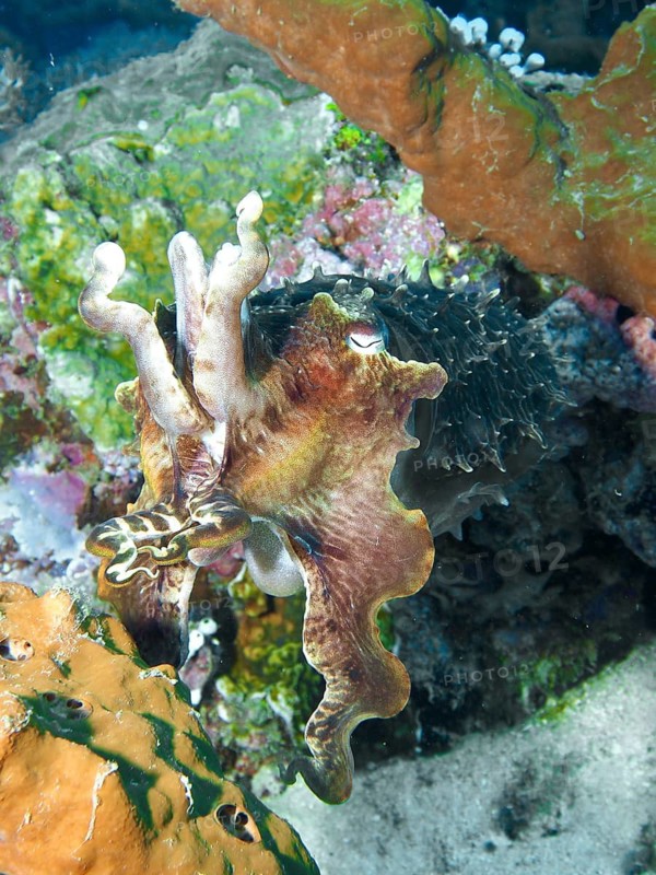 Cuttlefish, broad-armed sepia (Sepia latimanus), near corals in a lively underwater world, dive site Close Encounters, Permuteran, Bali, Indonesia