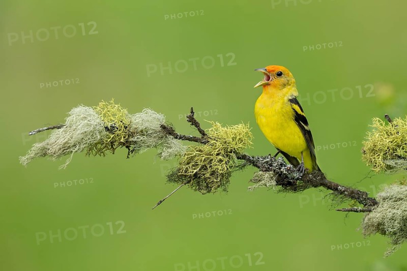 Western Tanager (Piranga ludoviciana) male singing, perched on a branch, British Columbia, Canada