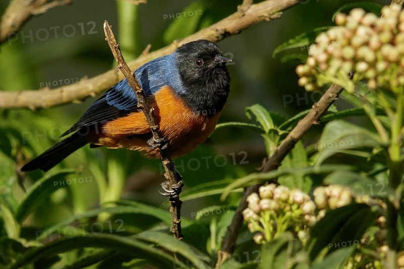 Blue-backed Conebill (Conirostrum sitticolor) perched on a branch in the Andes Mountains of Colombia