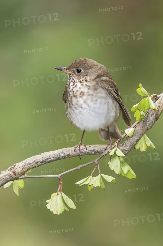 Grey-cheeked Thrush (Catharus minimus) perched on a branch, Texas, USA