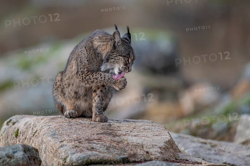 Lynx (Lynx pardinus), on stone, licking paw, Andalusia, Spain