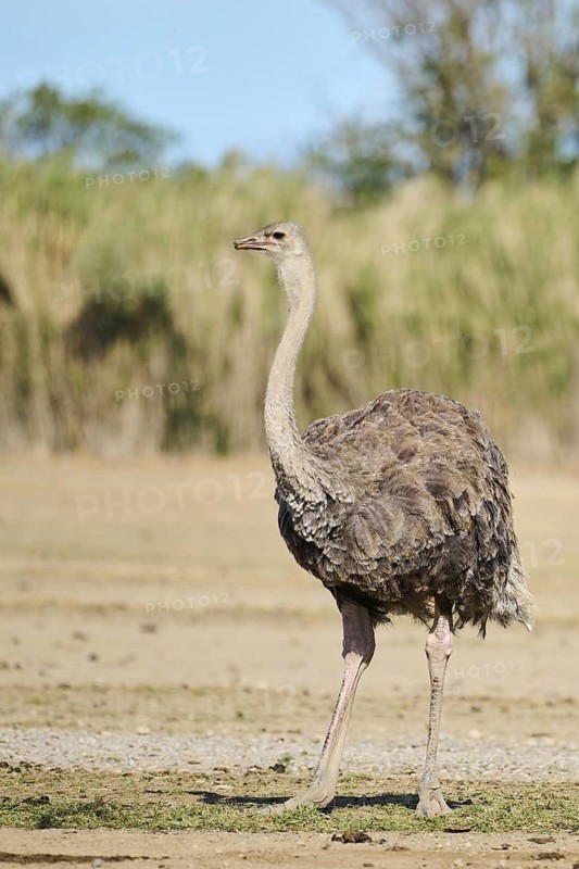 Common ostrich (Struthio camelus) female in the dessert, captive, distribution Africa