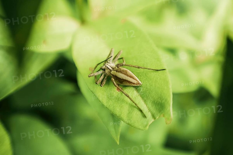 A detailed close-up image of a spider resting on a vibrant green leaf, highlighting the intricate beauty of nature