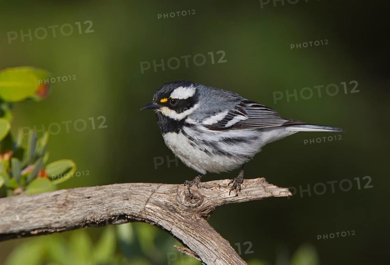 Black-throated Grey Warbler (Setophaga nigrescens) male, Arizona, USA