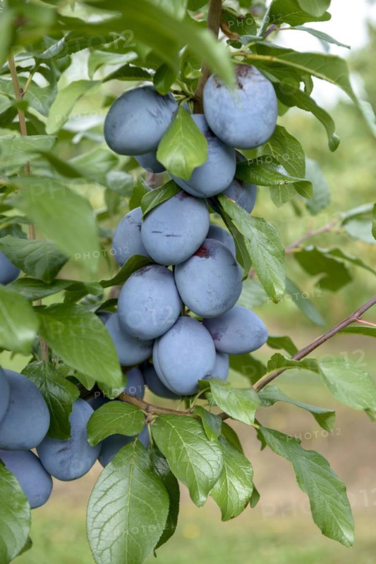Plum (Prunus domestica 'Tophit'), LVG Erfurt, Erfurt, Thuringia, Germany