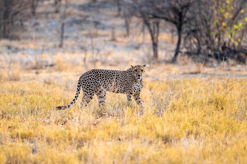 Cheetah (Acinonyx jubatus) running in dry savannah, Etosha National Park, Namibia