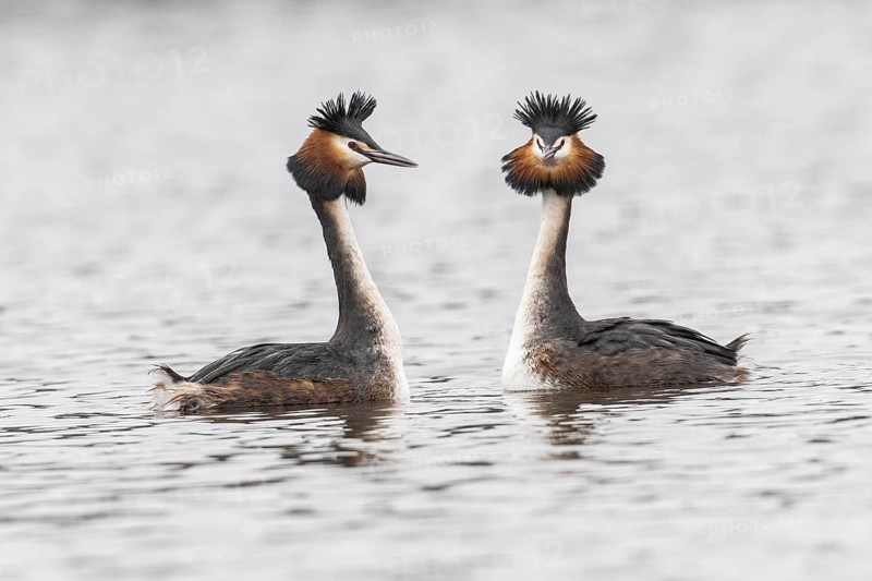 Great Crested Grebe (Podiceps Scalloped ribbonfish), courtship display, Emsland, Lower Saxony, Germany