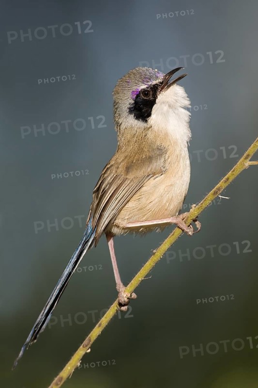 Purple-crowned Fairywren (Malurus coronatus) male singing, Western Australia, Australia