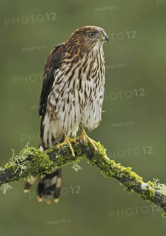 Sharp-shinned Hawk (Accipiter striatus), British Columbia, Canada