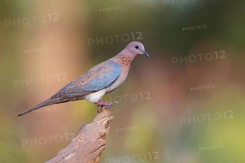 Palm Pigeon, (Streptopelia senegalensis), Gambia, Africa, Pigeon family, Tendaba camp / Tendaba photo hid, Kwinella, South Bank, Gambia