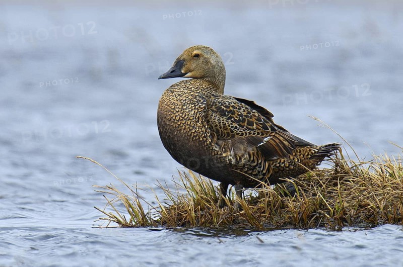 King Eider (Somateria spectabilis) female, Alaska, USA