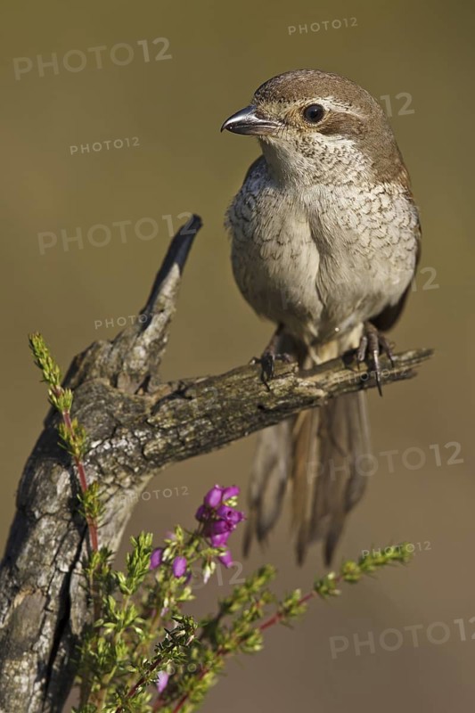 Red-backed Shrike (Lanius collurio) female, Asturias, Spain