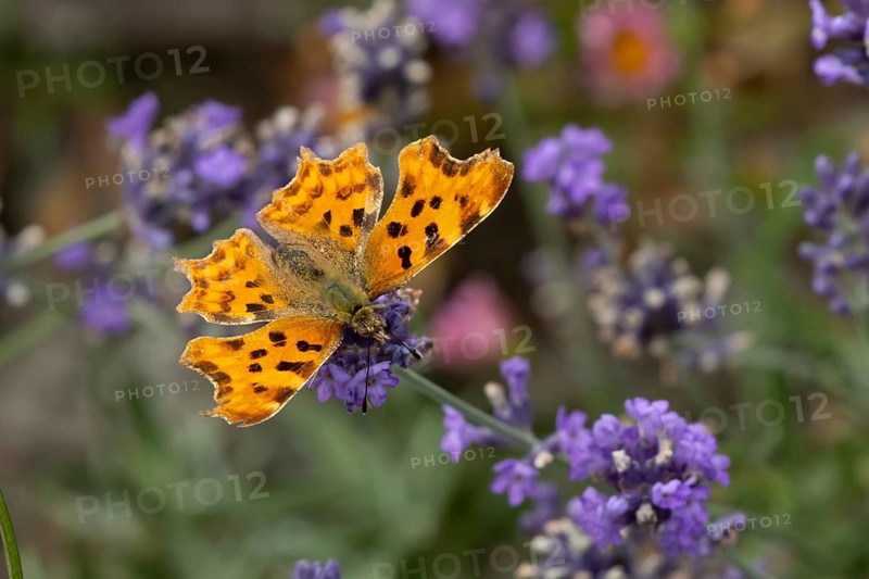 Comma butterfly (Polygonia c-album) adult insect feeding on a garden blue English lavender flowers in summer, England, United Kingdom
