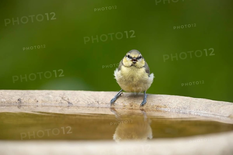 Blue tit (Cyanistes caeruleus) adult garden bird drinking water from a bird bath in summer, Suffolk, England, United Kingdom