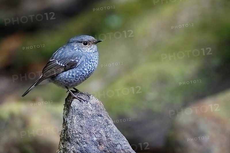 Plumbeous Water Redstart (Phoenicurus fuliginosus) female, Thailand