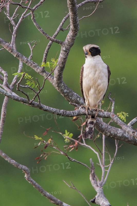 Laughing Falcon (Herpetotheres cachinnans) perched on a branch in the Atlantic rainforest of southeast Brazil