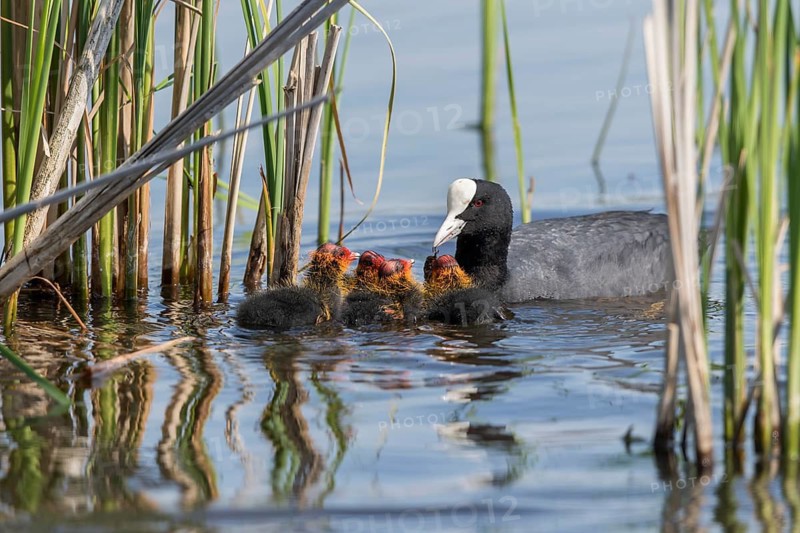 Eurasian Coot (Fulica atra) with chicks, Mecklenburg-Western Pomerania, Germany