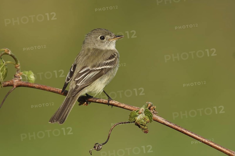 Least Flycatcher (Empidonax minimus), Michigan, USA