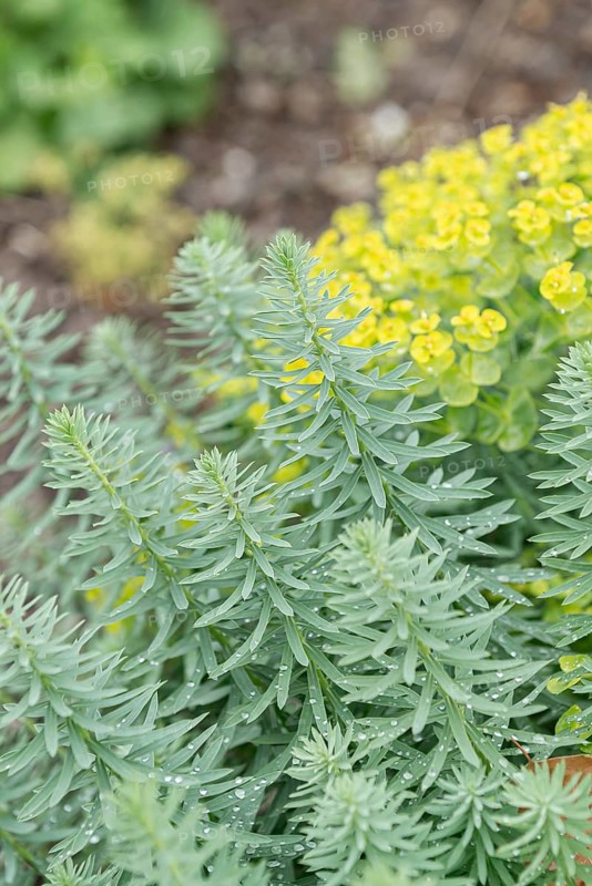 Steppe spurge (Euphorbia seguieriana subsp. niciciana),  Germany