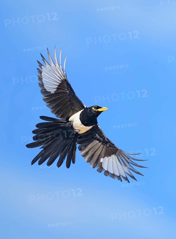 Yellow-billed Magpie (Pica nuttalli) flying, California, USA