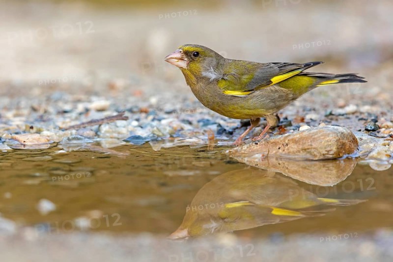 Greenfinch (Chloris chloris) Family of sparrows, male Lesbos, Greece