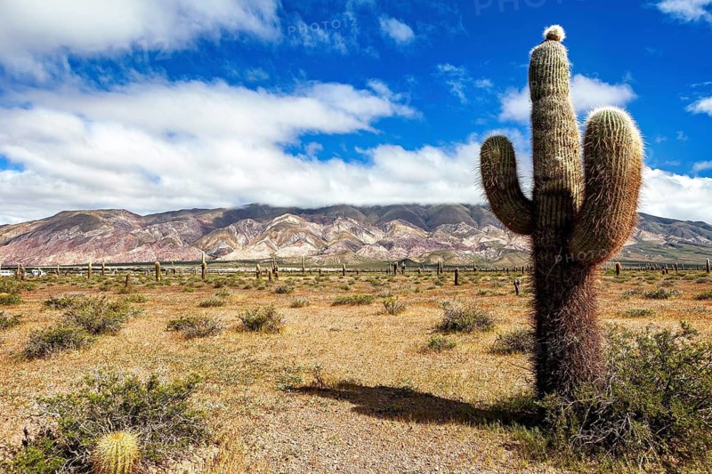 Cactus dominates the desert landscape, surrounded by mountains and under a cloudy sky, The landscape of the Quebrada with its large cacti near Salta in Argentina, Cardón cactus (Echinopsis atacamensis)