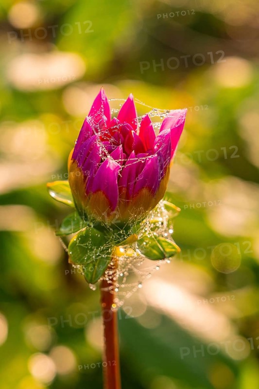 Close-up of a pink flower bud with cobwebs and drops, Gechingen, Black Forest, Germany