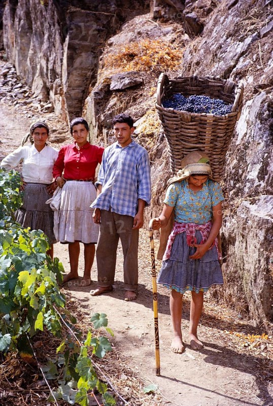 Eine Serie von Bildern über die Portweinherstellung in Portugal um 1960 - Familiengruppe mit junger Frau, die einen schweren Korb mit Trauben trägt