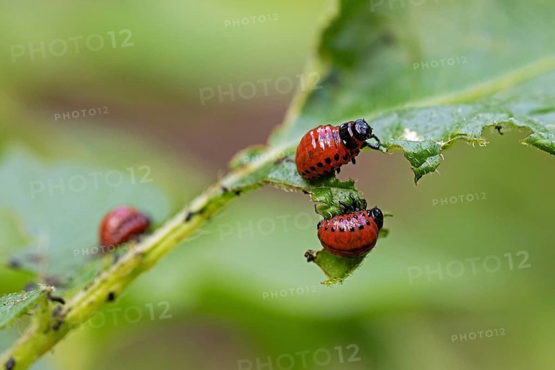 Larva of the Colorado potato beetle (Leptinotarsa decemlineata), animals, beetles, insects, larvae, Baden-Württemberg, Federal Republic of Germany