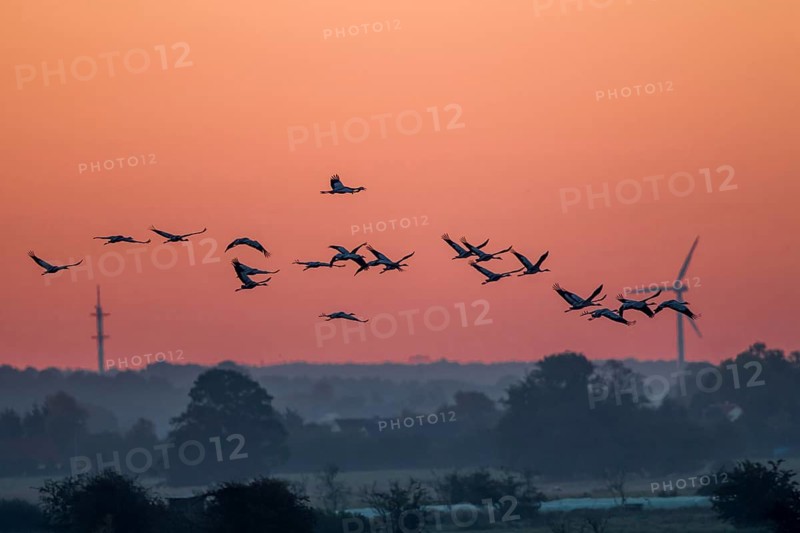 Common Crane (Grus grus) group flying at sundset, Mecklenburg-Western Pomerania, Germany