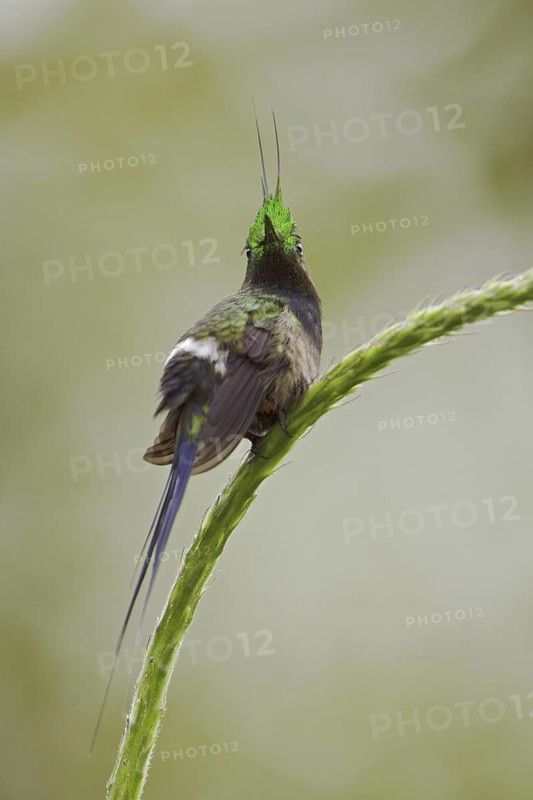 Wire-crested Thorntail (Discosura popelairii), Ecuador
