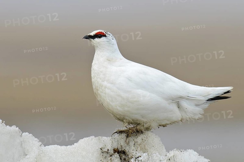 Rock Ptarmigan (Lagopus muta) male, Alaska, USA