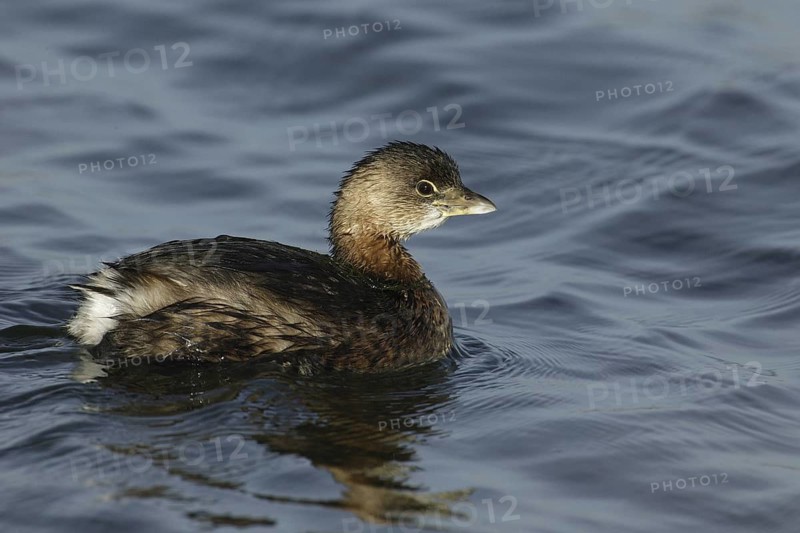 Pied-billed Grebe (Podilymbus podiceps), California, USA
