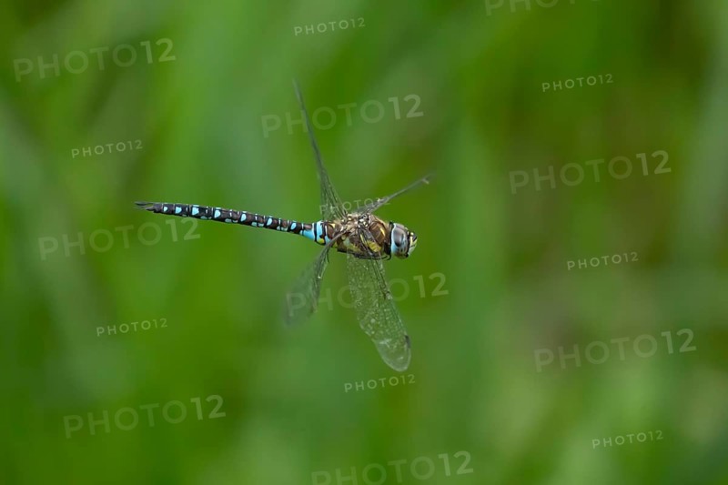 Migrant hawker dragonfly (Aeshna mixta) adult insect flying in summer, England, United Kingdom