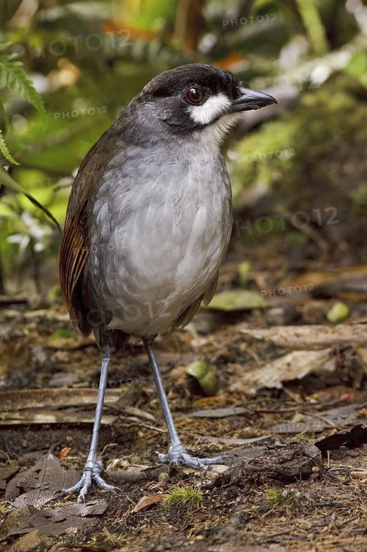 Jocotoco Antpitta (Grallaria ridgelyi), Ecuador