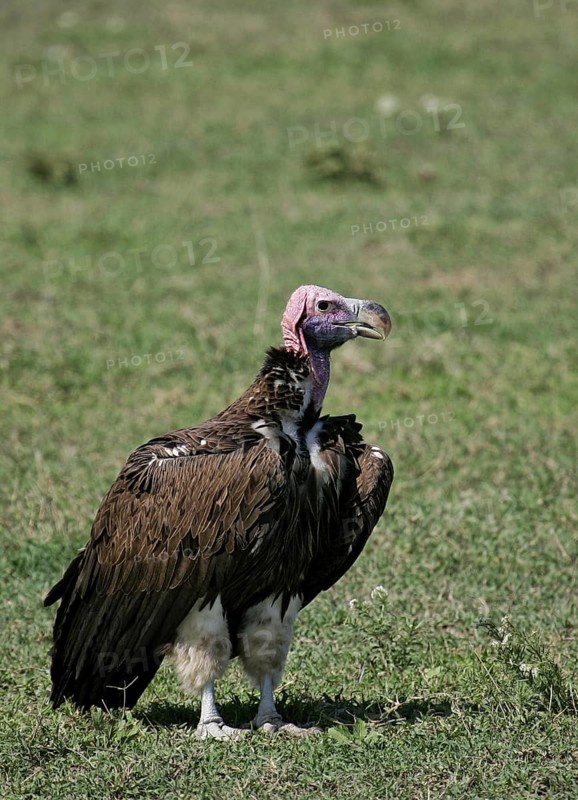 Lappet-faced Vulture (Torgos tracheliotos) perched on the ground, Serengeti, Tanzania