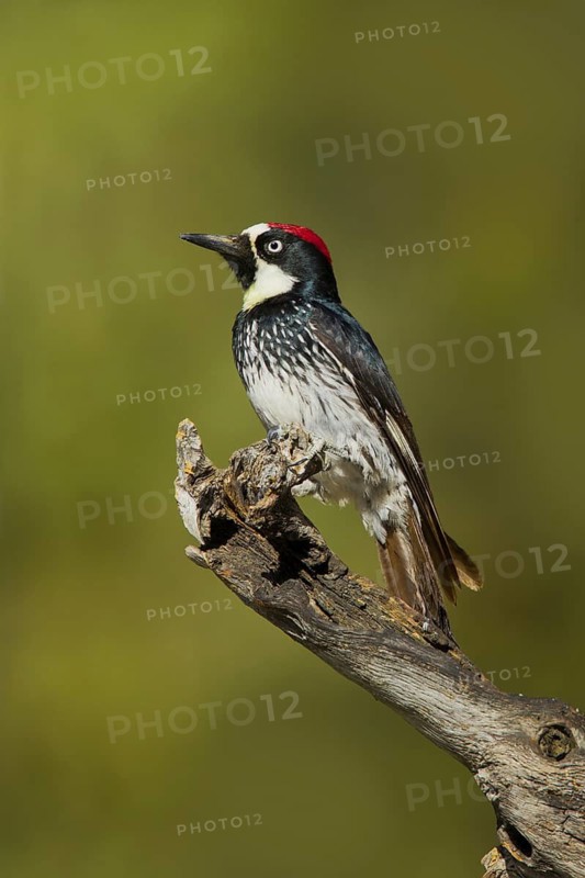 Acorn Woodpecker Melanerpes formicivorus Santa Rita Mountains, Santa Cruz County, Arizona, United States 18 May Adult Male Picidae