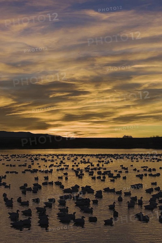 Snow Goose (Anser caerulescens), New Mexico, USA
