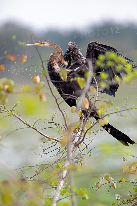 Darter (Anhingidae) drying its plumage on a branch in Yala Natioal Park, Southern Province, Sri Lanka