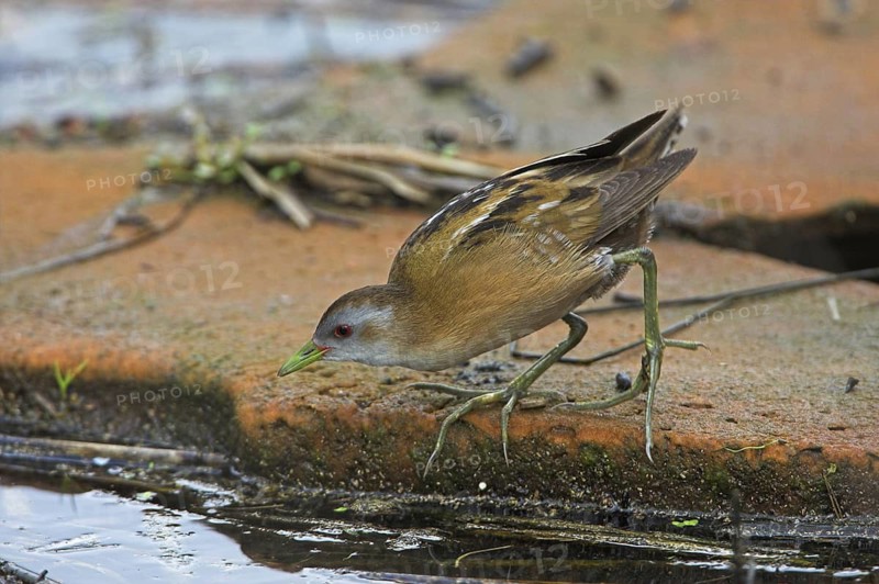 Little Crake (Porzana parva) male foraging, Lesvos, Greece