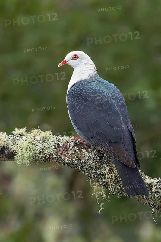 White-headed Pigeon (Columba leucomela) perched on a branch in eastern Australia