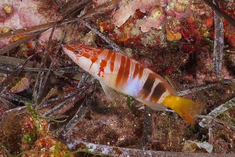 Sculpted perch (Serranus scriba)